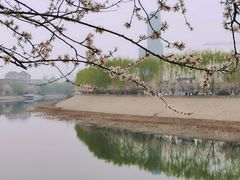 -桃花堤公园