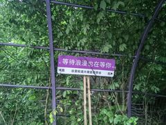 -大塘金香草谷