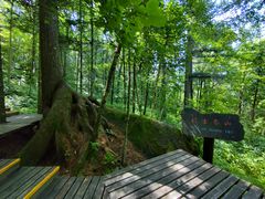 -五营红松林海景区