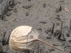 -北海金海湾红树林生态旅游区