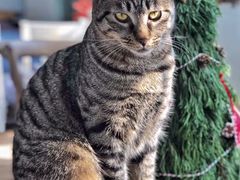 -海边的猫和咖啡馆