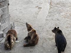 -哈尔滨北方森林动物园