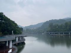 -银湖山郊野公园-相思林