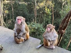 -西双版纳原始森林公园