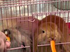 -芭厘农庄老字号·清远鸡