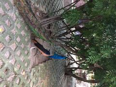 iphone_upload_pic-百鸟园