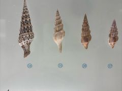 -青岛贝壳博物馆