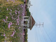 -紫颐香薰山谷景区