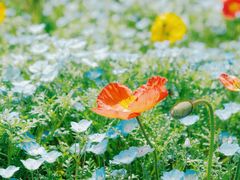 -上海滨江森林公园