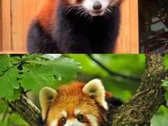 -云南野生动物园