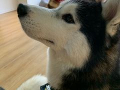 -Husky Go! 哈士奇体验馆·宠物咖啡厅狗咖