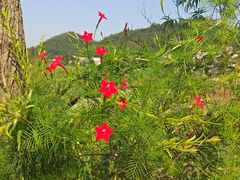 -红山村
