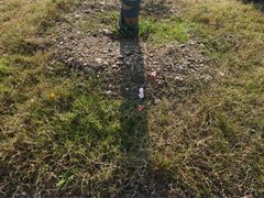 -千年银杏谷文化旅游区