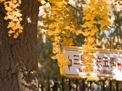 -三里屯东五街银杏大道