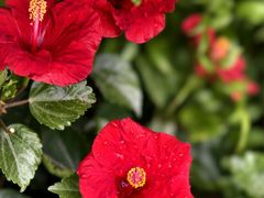 -番禺广场(市桥街道)