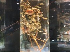 -广东中医药博物馆