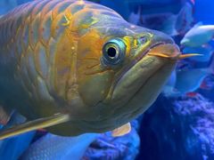 -上海海洋水族馆