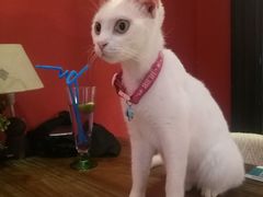 -猫色咖啡·猫咖