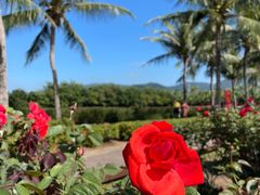 -亚龙湾国际玫瑰谷