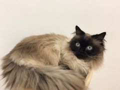 -可蒙动物医院·猫科·骨科中心(首义路店)