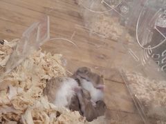 -龟与熊猫宠物公园(南坪店)