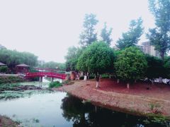 -荷花公园