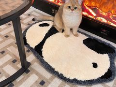 -东方名猫馆·英短金渐层布偶猫舍(环线广场1号楼店)