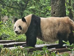 -中国大熊猫保护研究中心雅安碧峰峡基地