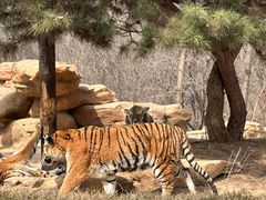 -北京野生动物园