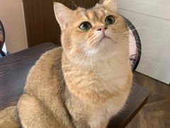 -蓝鲸·缅因猫舍