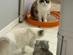 -喵的天空名猫咖啡馆·撸猫·猫舍·用品