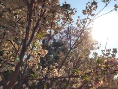 -天适樱花悠乐园