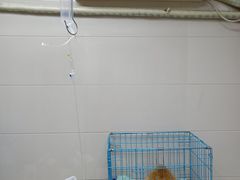 -爱侣·安琦尔宠物医院·中兽医针灸·心内科·狂犬免疫点(宝山区院)