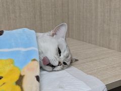 -北京观赏动物医院·24小时大型综合·猫专科·异宠专科