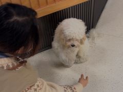 -帕帕拉兹宠物(亚洲旗舰店)