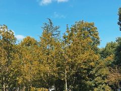 -上海佘山国家森林公园天马山园