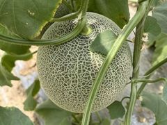 -李村大集