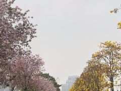 -洲头咀公园