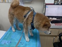 -美联众合爱康动物医院•复杂内科•肿瘤科•牙科•腔镜诊疗中心