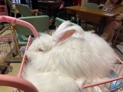 -猫色咖啡·猫咖