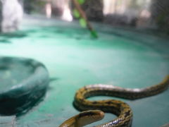 -贵州森林野生动物园