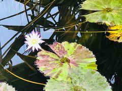 -国家植物园南园