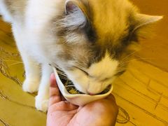 -猫猫幼稚园·撸猫·桌游·电玩