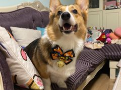 -PETKIT小佩宠物·低压洗护(国顺东路店)