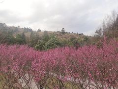 -湖南嵩云山国家森林公园