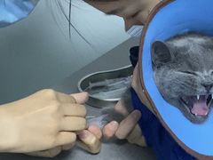 -瑞派先诺宠物医院•猫专科•普外科•中兽医(佛山院)