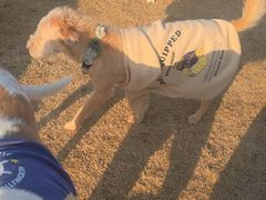 -趣玩宠物乐园寄养训犬训狗游泳池