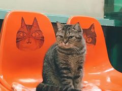 -猫咪博物馆(顶澳仔猫街店)