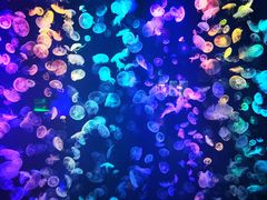 -烟台海昌鲸鲨海洋公园