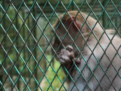 动物-藏龙百瀑风景区